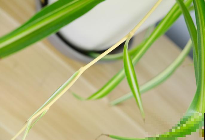 吊兰叶片被啃，抓紧喷药，以免影响生长