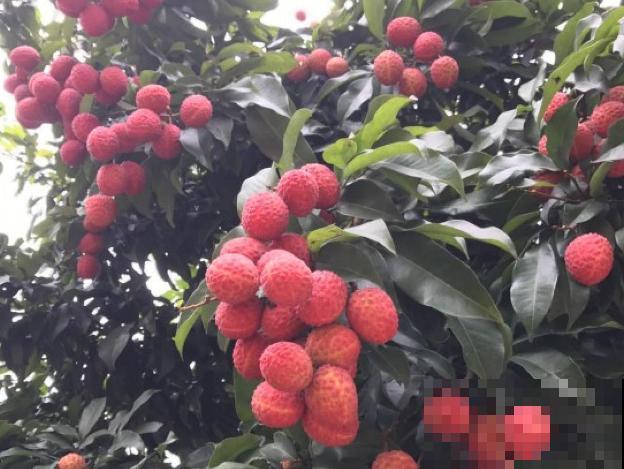 荔枝种子不要扔，学会这5步，轻松种出盆栽