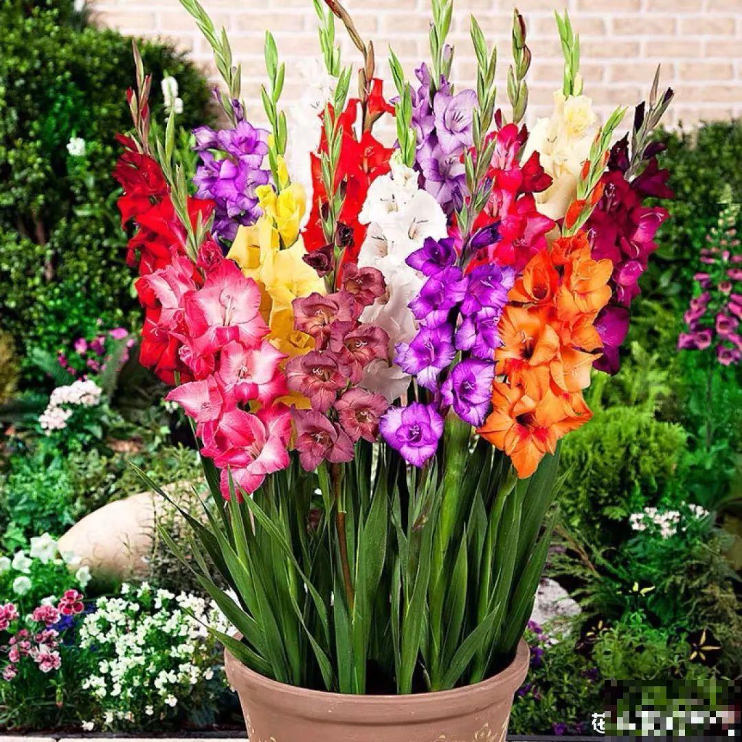 土里埋个“球”,呼呼长出1米花箭,花期长达上百天 土里埋个“球”,呼呼长出1米花箭,花期长达上百天