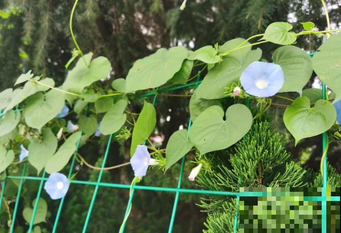 这5种植物在家种植,发芽率高,温度合适两三天出芽 这5种植物在家种植,发芽率高,温度合适两三天出芽