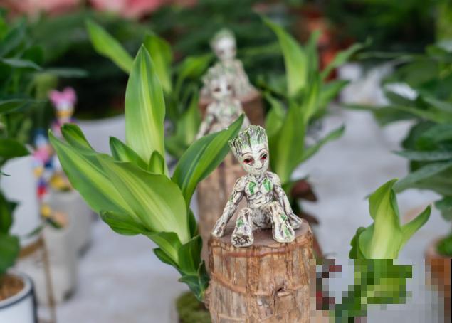 巴西木鼓包是要发芽,记住这4点,长势快 巴西木鼓包是要发芽,记住这4点,长势快