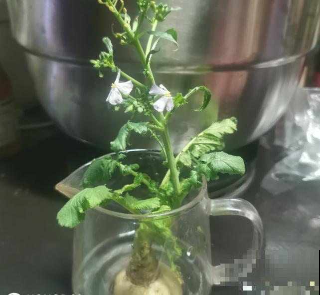 白萝卜苗移栽，注意这4点，轻松提高移栽成活率