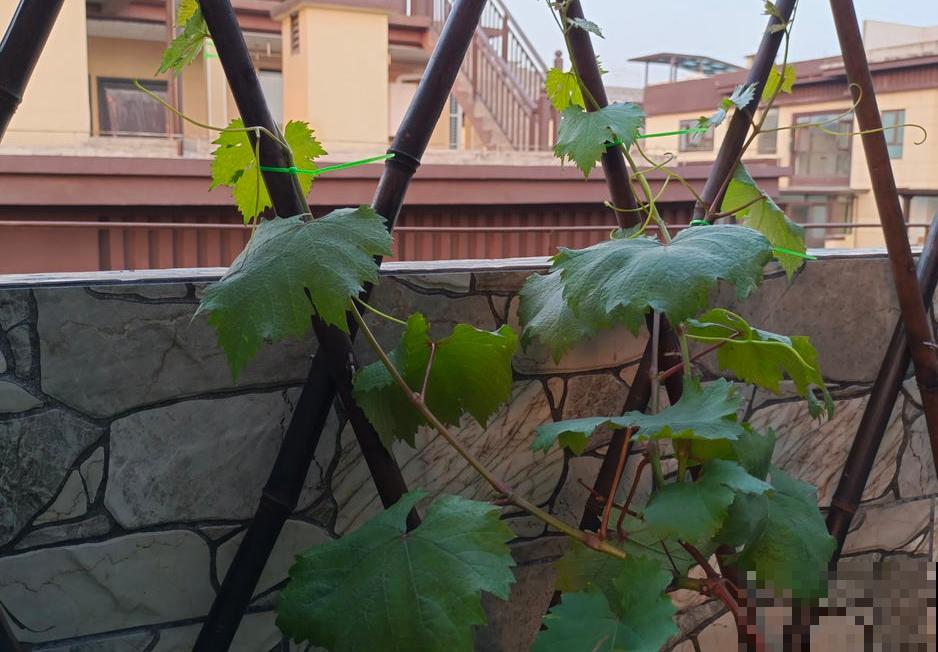 家里种棵蓝宝石葡萄，注意这4点，产量多到吃不了