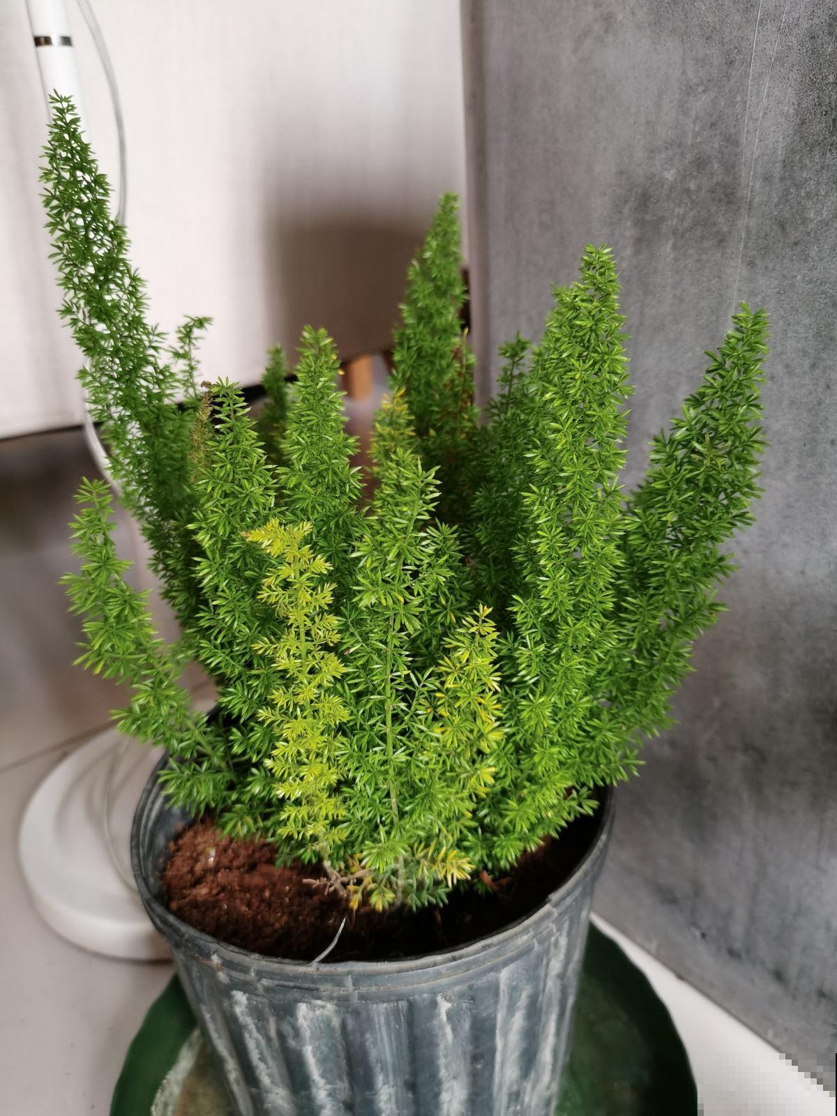 一种植物像“狐尾”，四季常绿，原来是叫“武竹”