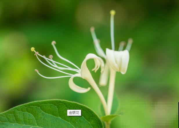 金银花长得慢不要怕，掌握好生长习性，生长能力蹭蹭变强