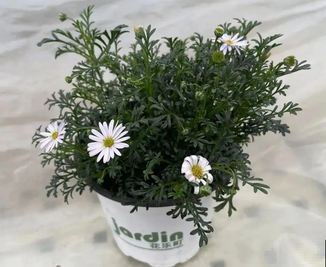 草花中的“小霸王”,耐热耐寒耐阴,开花能开大半年! 草花中的“小霸王”,耐热耐寒耐阴,开花能开大半年!