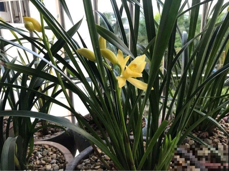 养兰花容易被人忽悠,3个养兰误区,千万别踩坑 养兰花容易被人忽悠,3个养兰误区,千万别踩坑