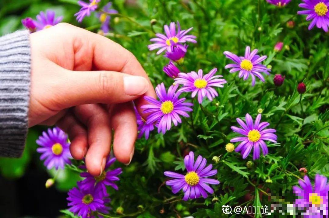 草花中的“小霸王”,耐热耐寒耐阴,开花能开大半年! 草花中的“小霸王”,耐热耐寒耐阴,开花能开大半年!