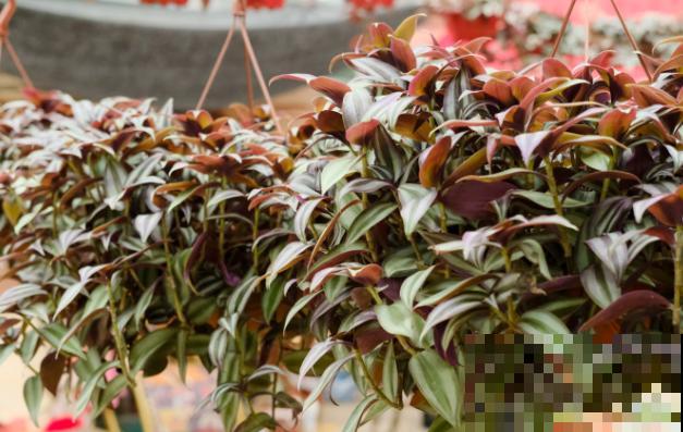 这5种植物颜色很好看，名字却不一样，快来看看你认识哪几种