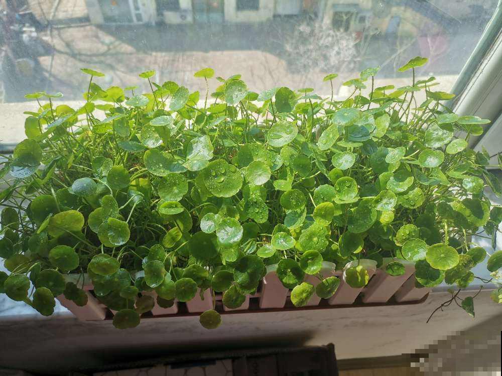 室内养花摆放位置有讲究，放对了有招财进宝好意头，赶紧来学学