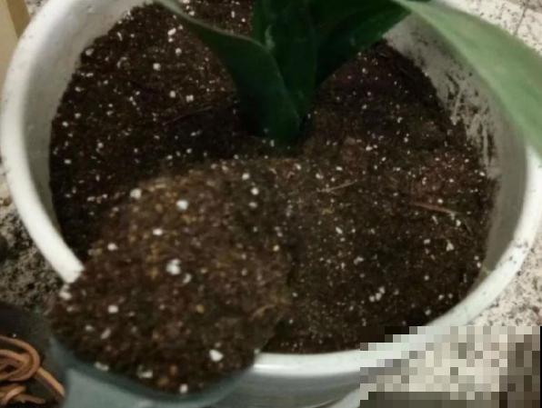 种花土杀虫杀菌,可以采用这4个办法,效果好 种花土杀虫杀菌,可以采用这4个办法,效果好