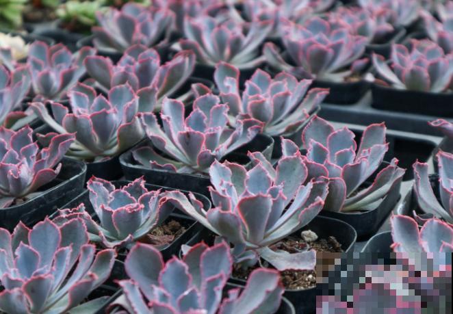 谁说多肉不好养，这4种莲花座的多肉，好看又好养