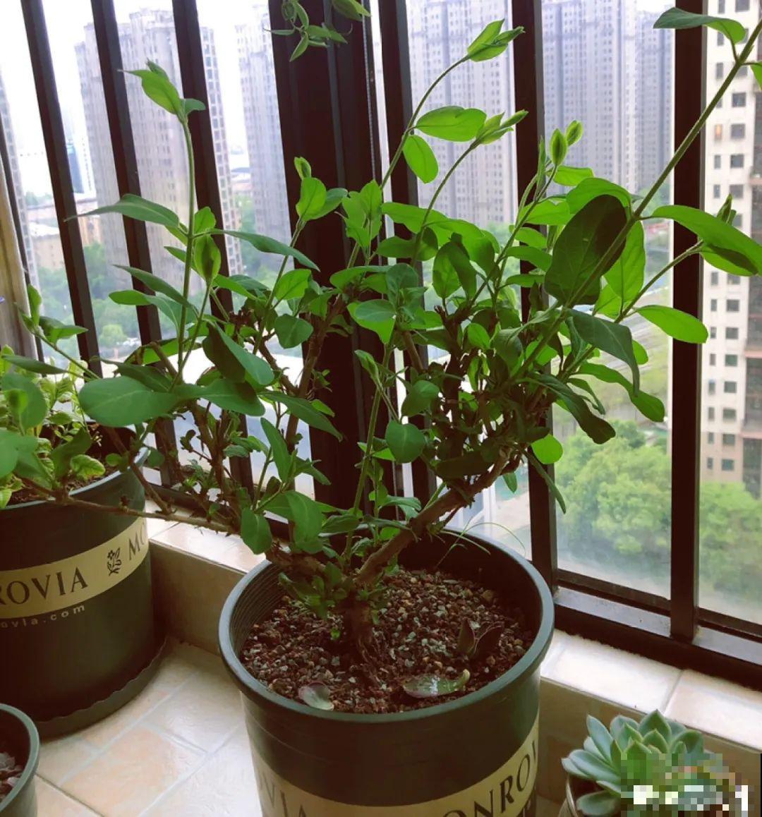 家里养盆新型品种金银花，下个月开出三色花瀑布，满院子飘香