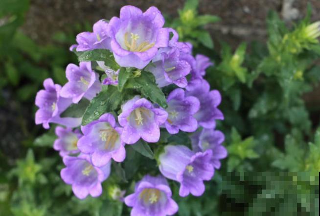 一种花叫“紫风铃”，要想爆花容易，这4点要注意