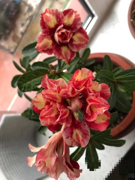 适合“粗养”的植物，适合工作忙的人养，不浇水反而开爆盆