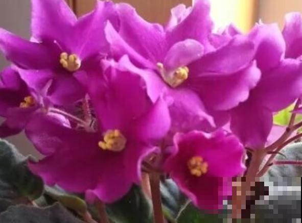 紫罗兰种植简单，注意这5点，在家也能养