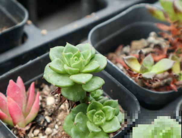 一种多肉红得像火,剪一刀,用点肥,呼呼长爆盆 一种多肉红得像火,剪一刀,用点肥,呼呼长爆盆