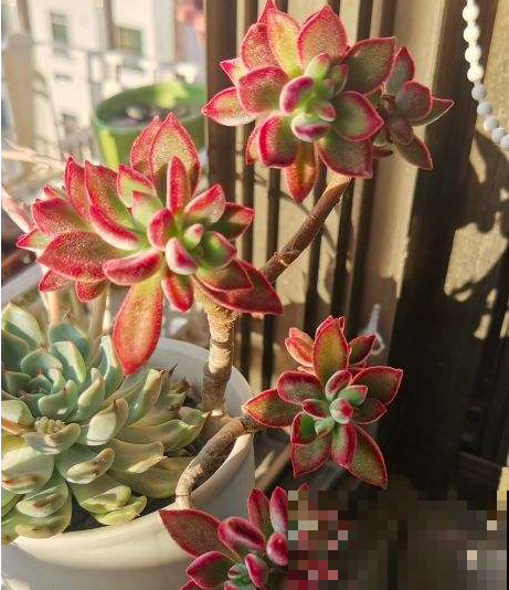 结束休眠的多肉，需要做4件事，马上就能爆盆