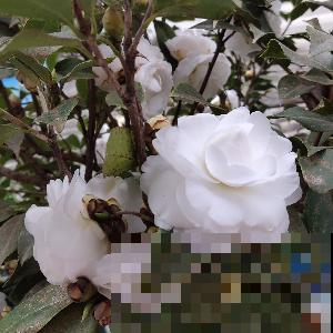 新手养花，5种花最好别碰，买回家养不活还浪费钱