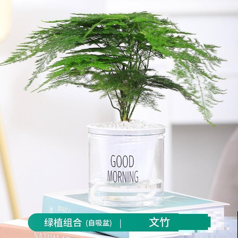 土培养花脏兮兮，水培4种花正合适，干净简洁又上档次