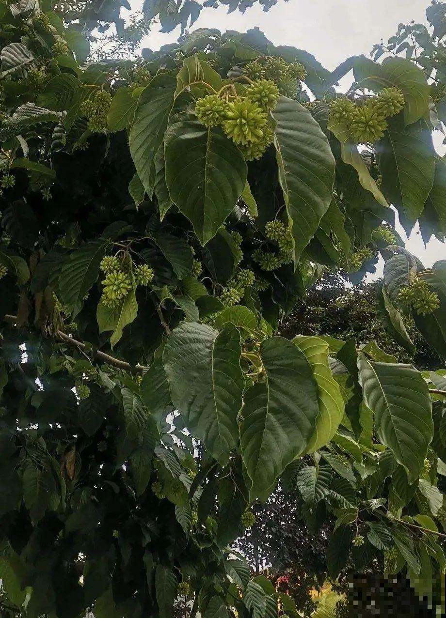 7种花不能买，触犯法律了不得，买了给自己惹麻烦