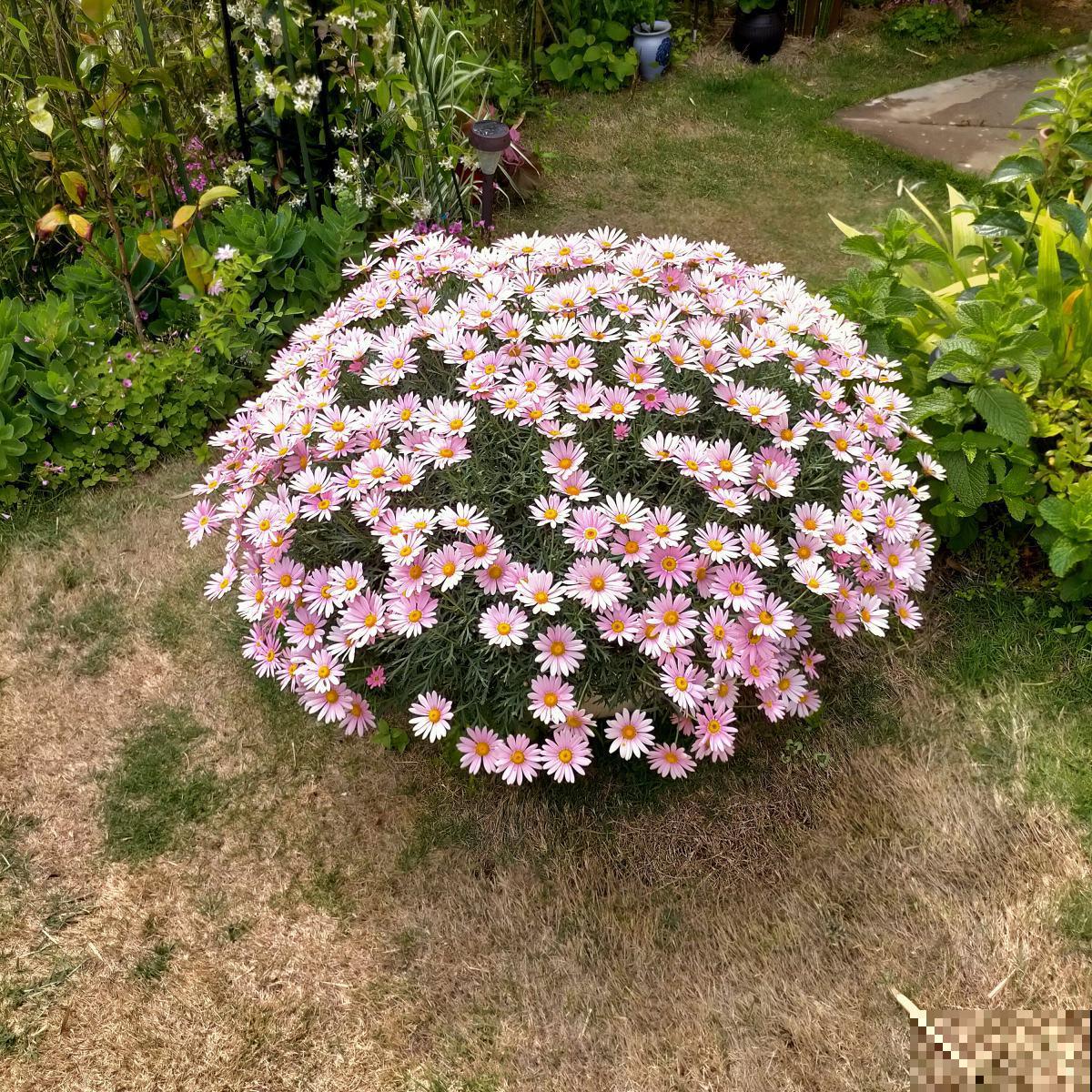 春天爆花的7种花,个个都有福气,加点酸水更爆盆 春天爆花的7种花,个个都有福气,加点酸水更爆盆