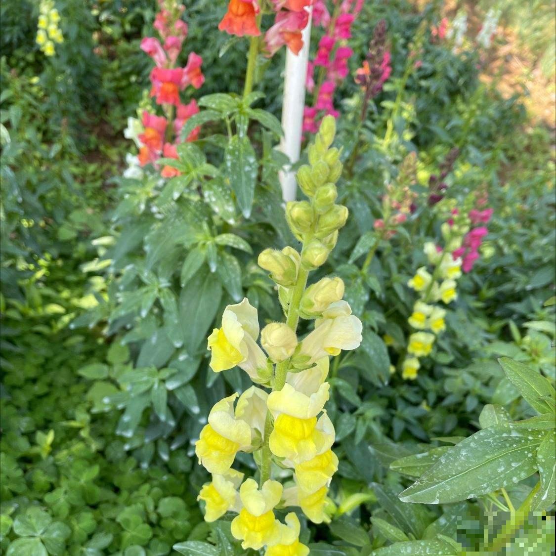 院子里最适合种的4种组合花卉,美观又好打理,花期超长 院子里最适合种的4种组合花卉,美观又好打理,花期超长