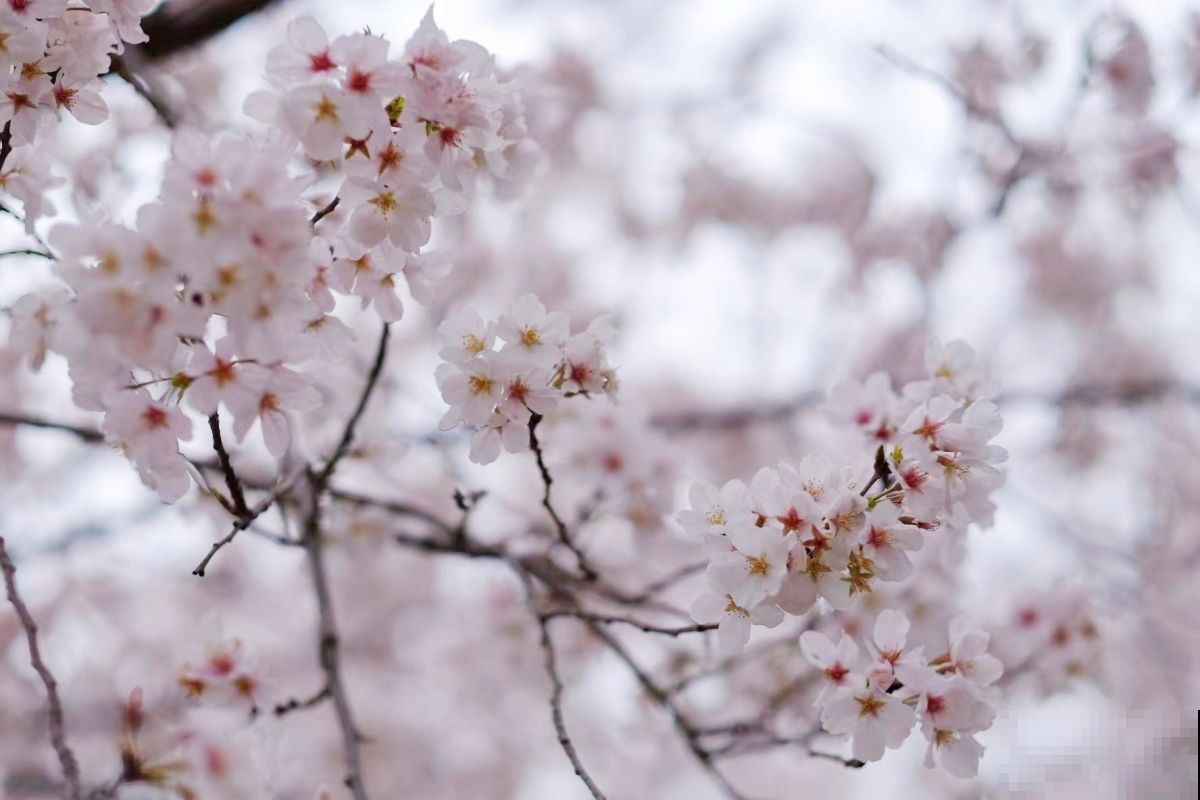 春日识花小技巧，分分钟认识樱花、梨花、李花，赏花不再“脸盲”