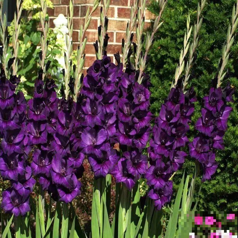 土里埋个“球”,呼呼长出1米花箭,花期长达上百天 土里埋个“球”,呼呼长出1米花箭,花期长达上百天