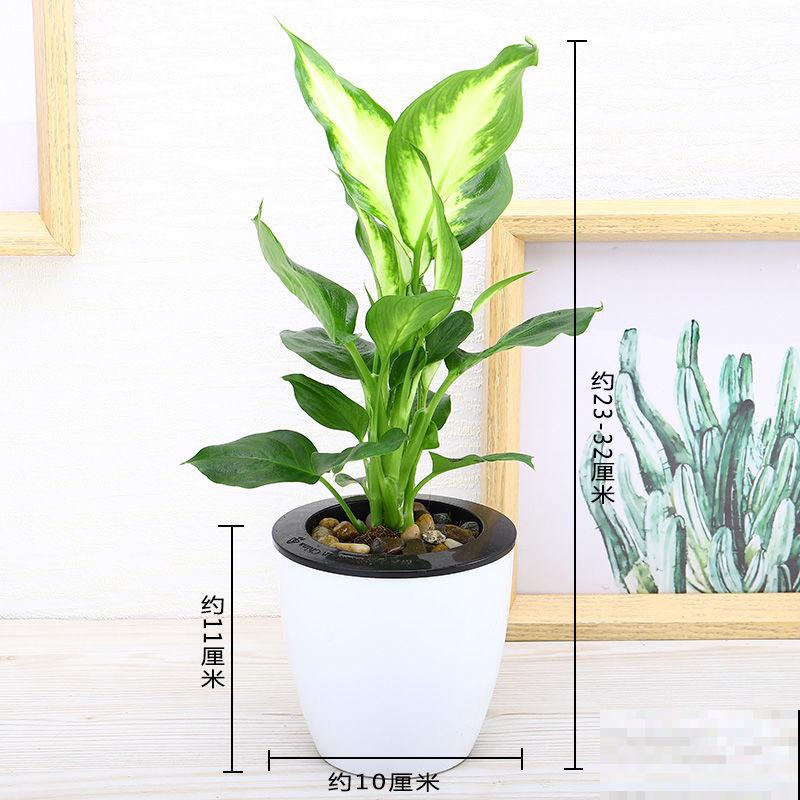 家里养盆万年青，注意这5点，养殖没烦恼