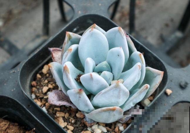 1种多肉叫“大橙子”，叶子橙色超好看，肥壮厚嘟嘟