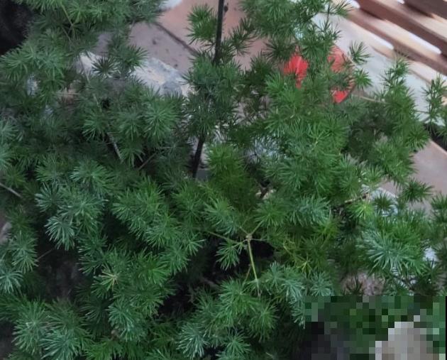 蓬莱松叶子发黄，可能和这4点有关，处理好长势绿油油