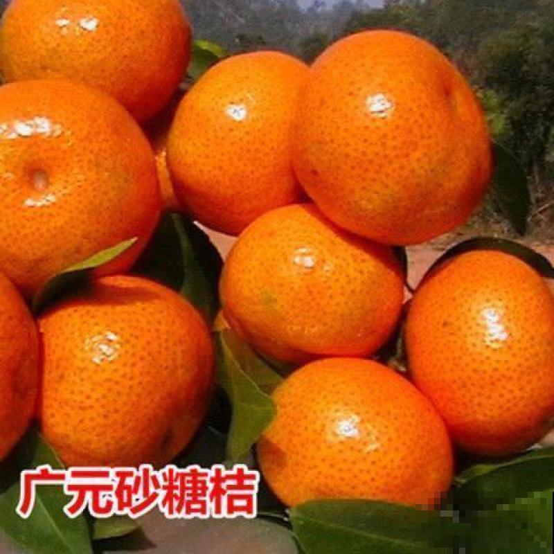 室内盆栽桔子，要想养的好，这5点需要多注意