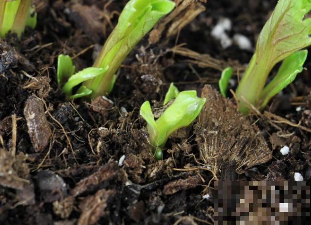 大丽花发芽后，注意这4点，轻松长出壮实苗