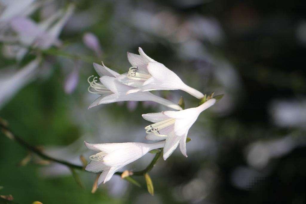 8种耐阴花,家里没光,养一盆就对了,呼呼爆盆很轻松 8种耐阴花,家里没光,养一盆就对了,呼呼爆盆很轻松