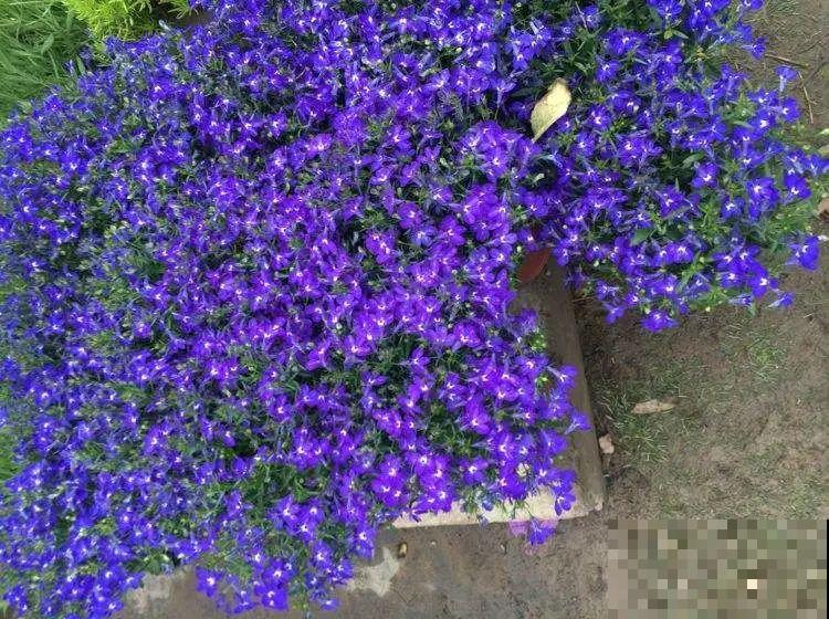 小阳台的爆花机器,1棵爆出一大盆,窗台、晾衣杆都挂满 小阳台的爆花机器,1棵爆出一大盆,窗台、晾衣杆都挂满