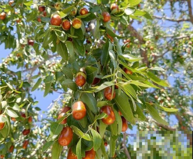 家里养盆“吉祥果”,果子满树都是,硕果累累吃不完 家里养盆“吉祥果”,果子满树都是,硕果累累吃不完