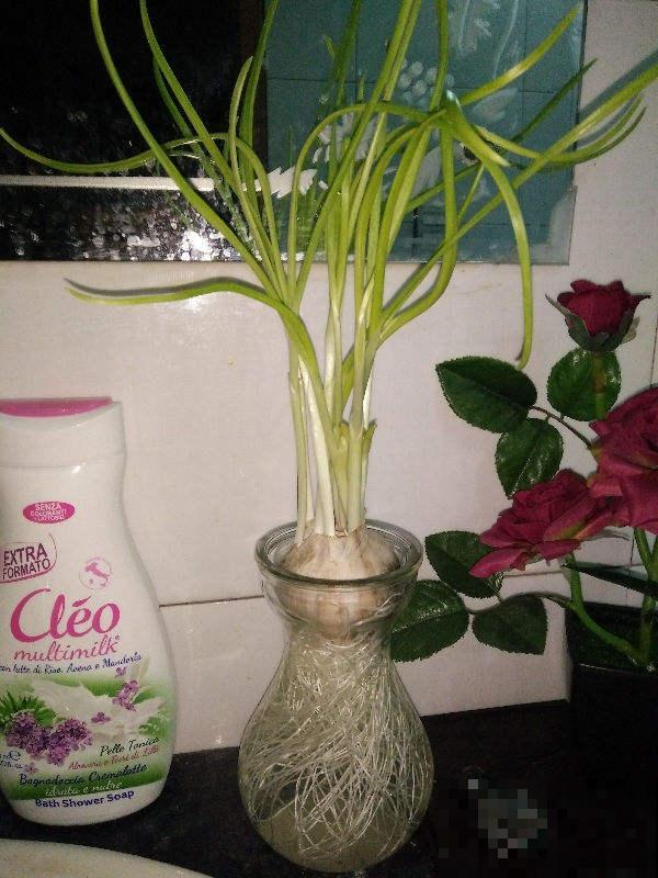 土里埋个蒜瓣，3天出芽，半个月长蒜苗，养花也好用