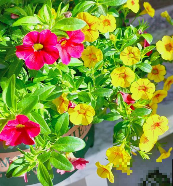 5种花正月剪一剪，下个月爆开花，好养的很