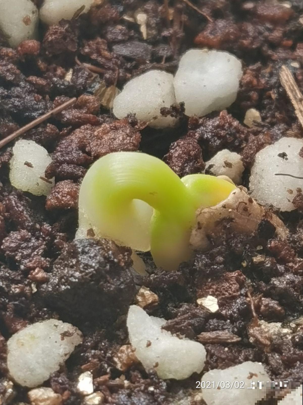 三月过后种葫芦,一根藤上长七个,当成艺术品价格翻十倍 三月过后种葫芦,一根藤上长七个,当成艺术品价格翻十倍