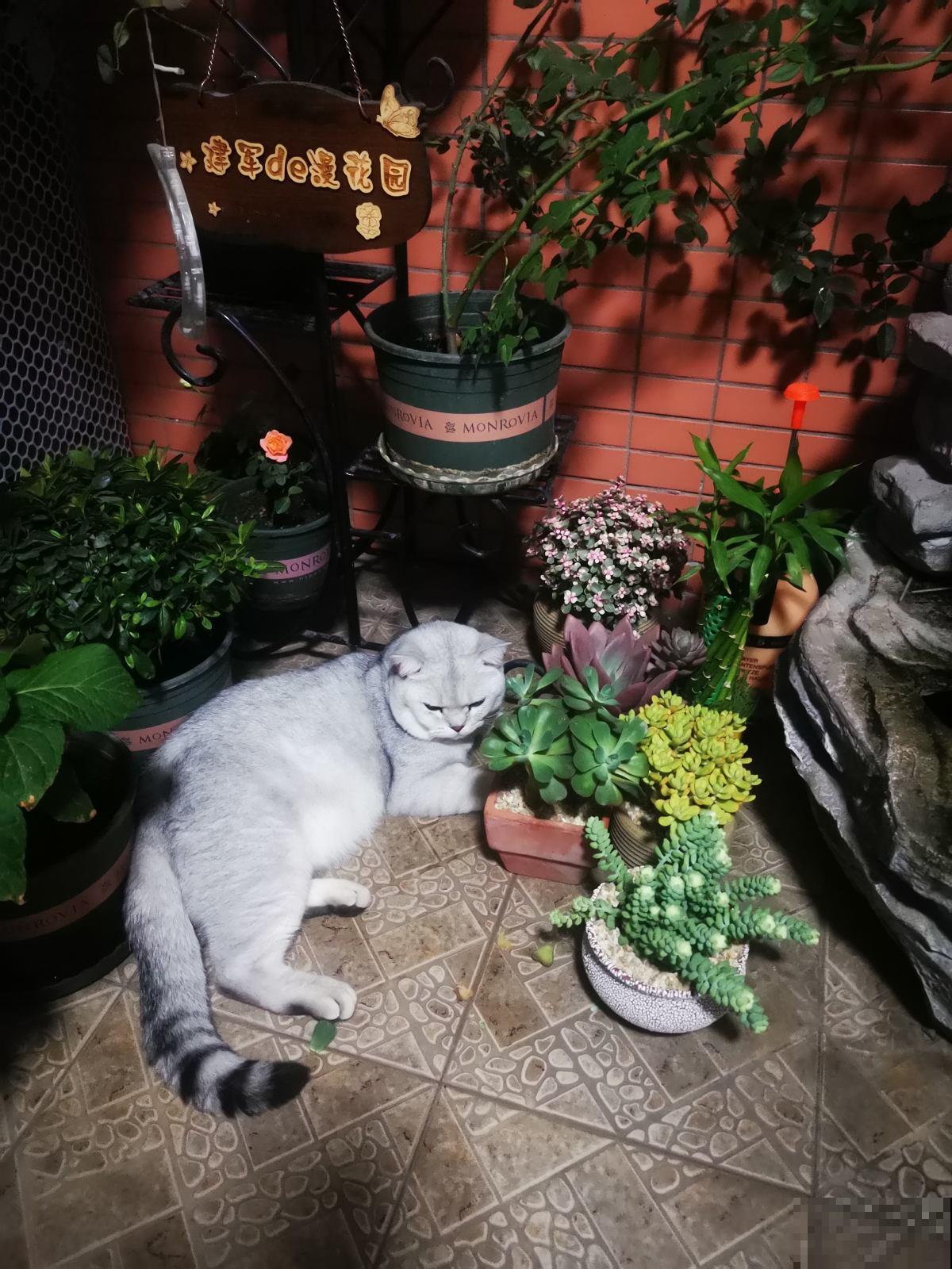 立春后整理花园，记住4个整园技巧，花不生病虫，呼呼爆花