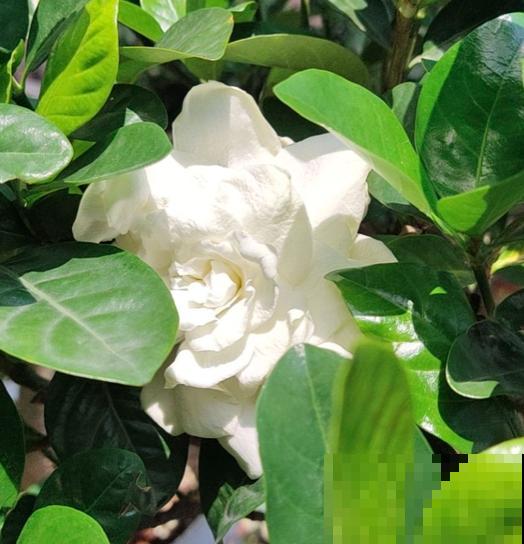 3种花，养好了叫“大神”，养不好是正常现象，新手更别碰