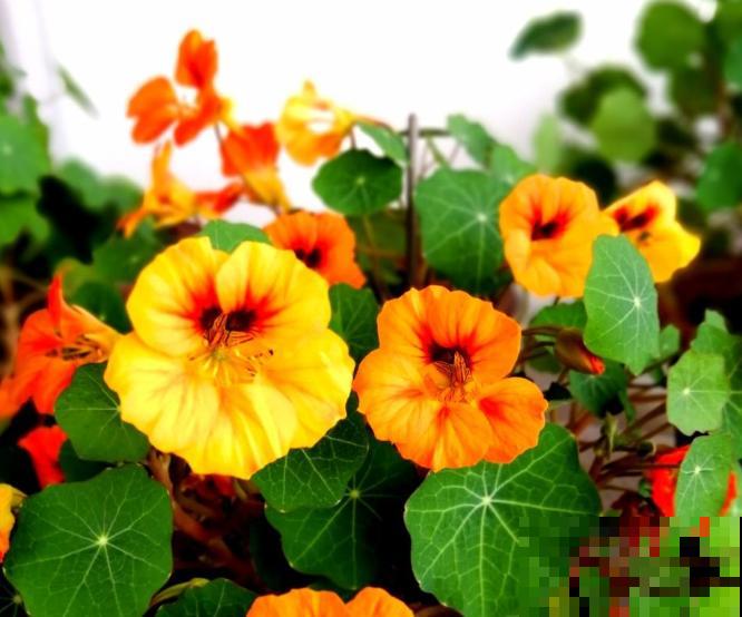 旱金莲黄叶，不要着急，做好这3点轻松解决