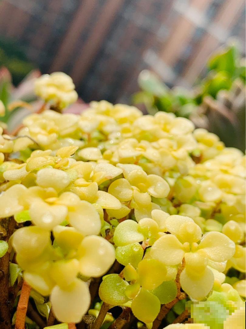 招财多肉现在养，俩月之后爆满盆，招财进宝寓意好