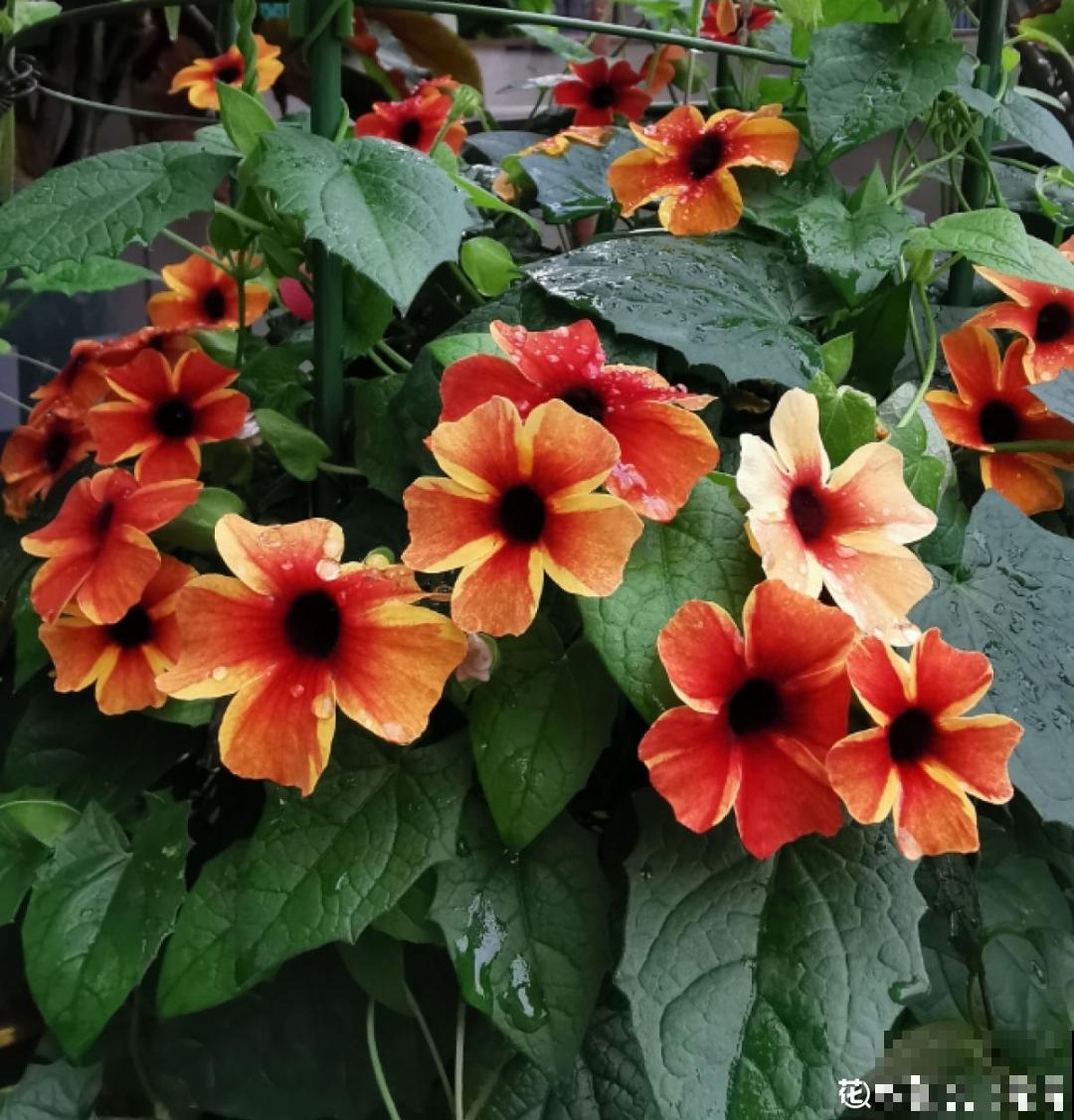 50种花春天播种,长满小院子,能开一整年 50种花春天播种,长满小院子,能开一整年