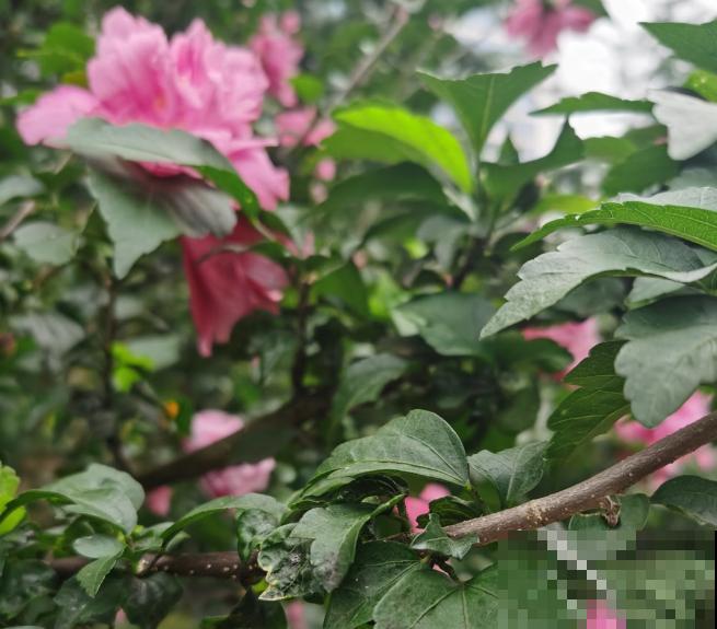 木槿出现黄叶不要着急,主要是这5个原因,注意好不再黄叶 木槿出现黄叶不要着急,主要是这5个原因,注意好不再黄叶