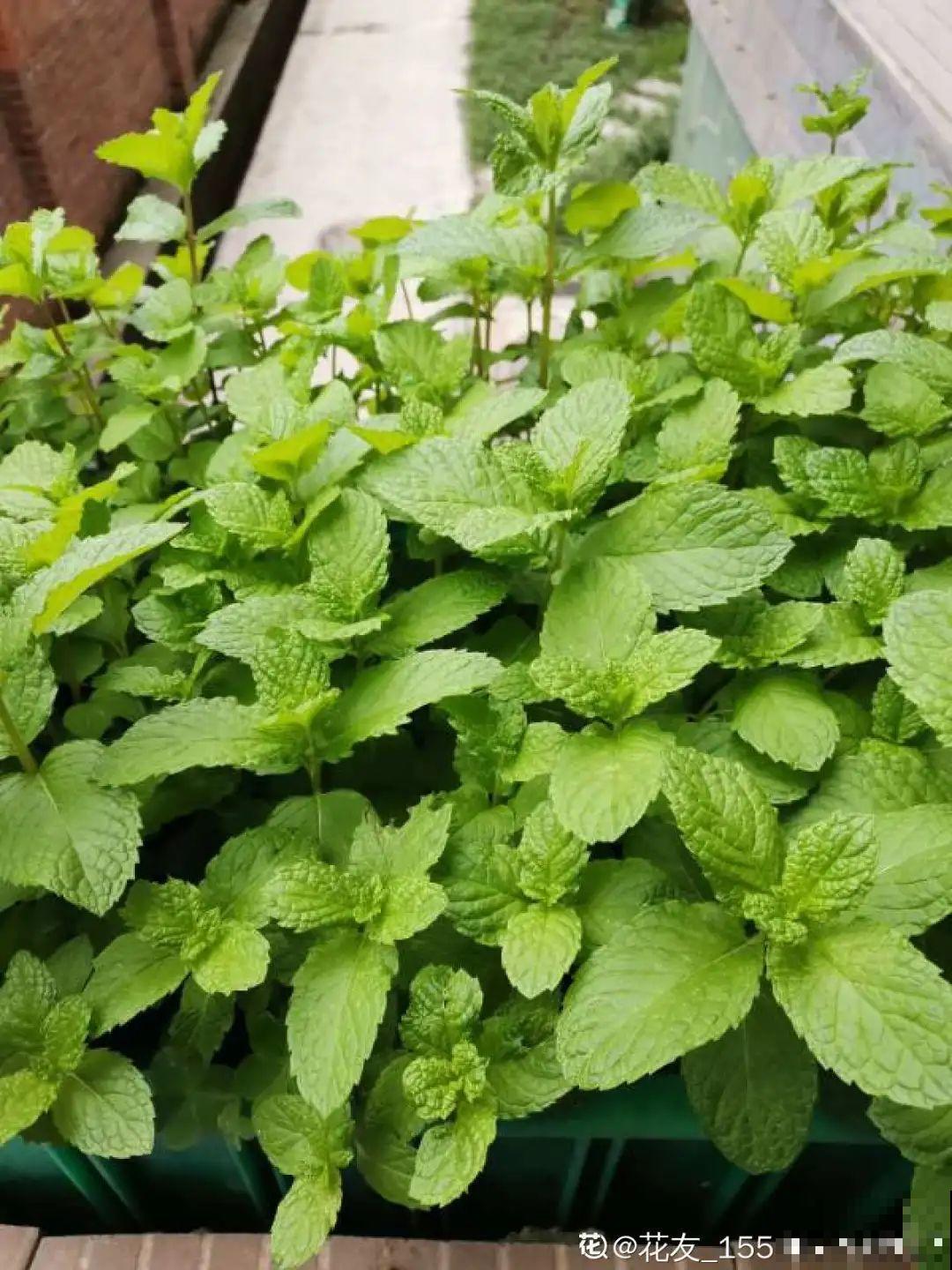 家里的花别乱放，放错地方，容易把花养死！