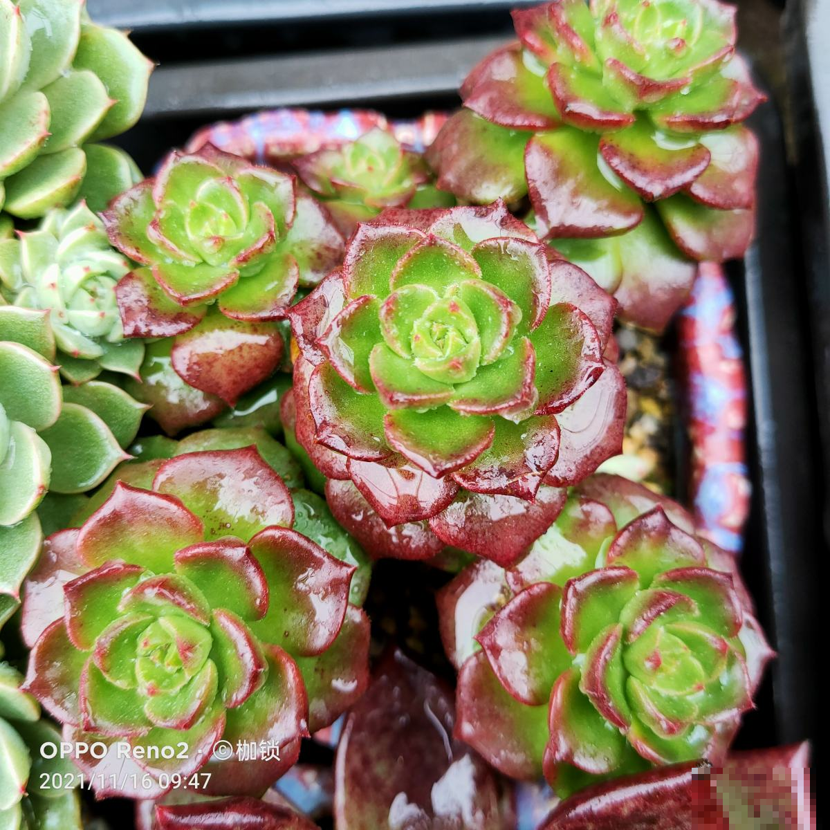 3种多肉色彩相当丰富，漂亮又好养，分分钟治愈你的心