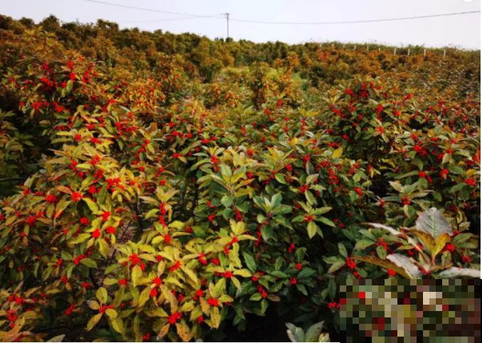 花68888元买棵桔子树，新年沾满“桔气”，来年“大吉大利”！