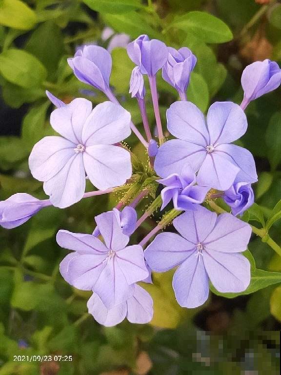 冬天“半死不活”的花,一剪子下去“起死回生”,修剪千万别心软 冬天“半死不活”的花,一剪子下去“起死回生”,修剪千万别心软